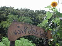 緑豊かな木々に囲まれた屋外に、「ふれあいの森」と手書きで書かれた木製の看板の傍に大きく成長したひまわりが咲いている写真