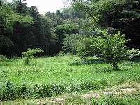 夏らしい青空の下、鬱蒼と茂った木々が並ぶ森を背景に、草が生い茂った広大な平地が広がっている様子を捉えた写真