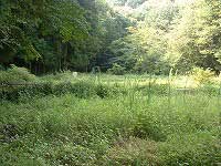 鬱蒼と茂った森林に囲まれ、背の高い草や植物が生い茂る湿地帯を撮影した、自然豊かな風景写真