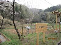 森や林に囲まれた畑の傍に木製の看板と案内板が立てられ、左側にピンク色の花が咲いている桜の木が立っている長閑な田園風景の写真