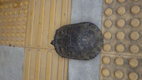 やや扁平な形で表面にでこぼことした模様がある茶色いミドリガメが、黄色の点字ブロックが敷かれた歩道の中央にとまっている様子を上から捉えた写真