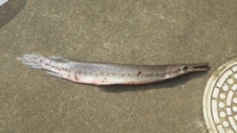 茶色のコンクリートの上に、細長く尖った口と白い腹部、斑点模様の体が特徴的なガーパイクが横たわっている外来魚の写真