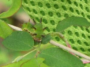 イチモジチョウの幼虫