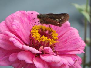イチモンジセセリチョウが花の蜜を吸っています