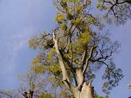 幹と太い枝を天に向かって広げ、薄い緑色の葉をまばらに付け始めた大きな落葉樹を、青空を背景に下から見上げるように捉えた写真