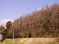 青空の下、左側には少数の常緑樹が見え、手前の土の斜面の上に広がる冬枯れの雑木林を写した風景写真