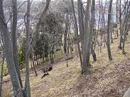 地面には枯れ葉が散乱しており、裸の木立が並ぶ斜面を写した冬の雑木林の風景写真