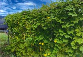 希望の丘はだの