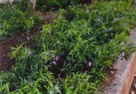 希望の丘はだのナデシコ