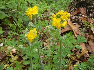 クサノオウ（花びらが4つの黄色い花）