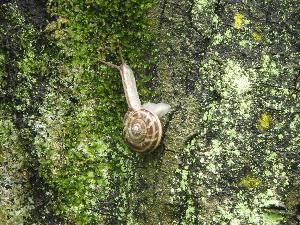 ミスジマイマイ（カタツムリ）