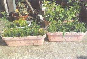 Nさん（南矢名）