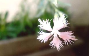 Nさん（鶴巻北）