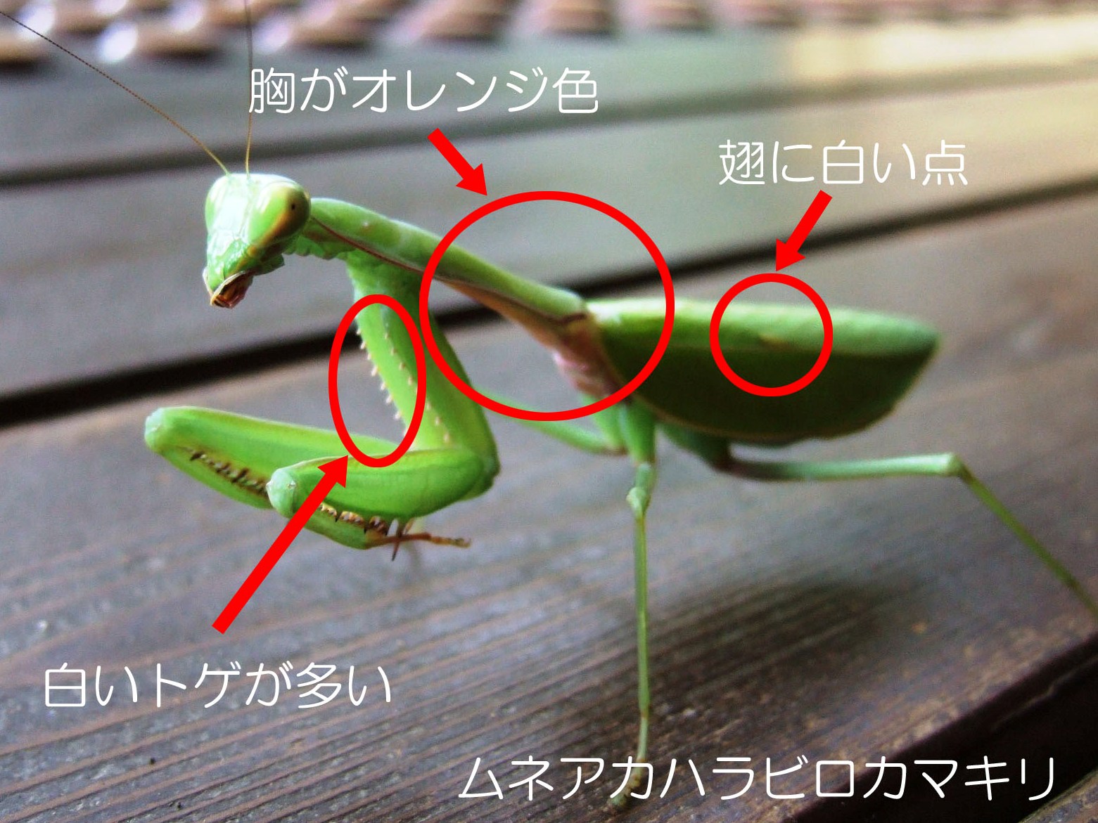 胸がオレンジ色、白いトゲが多い、翅に白い点と特徴を指し示す赤い矢印と円が記された、焦げ茶色の木材の上で前足を高く上げている鮮やかな緑色のムネアカハラビロカマキリの横向きの写真