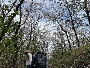 桜道を進む参加者