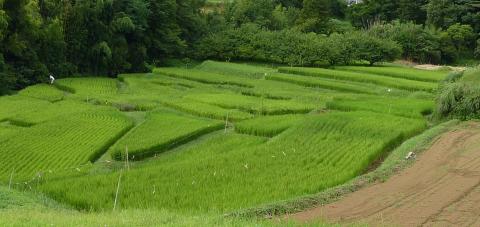 周りには木々が生い茂っている斜面に沿って広がる緑豊かな棚田を、少し上から見下ろすように撮影した写真