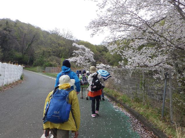 ソメイヨシノと参加者