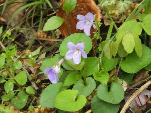 タチツボスミレ（小さな紫色の花）