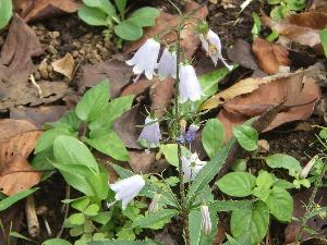 ツリガネニンジン、釣鐘型で薄紫色の花びら