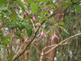 ウグイスカグラ