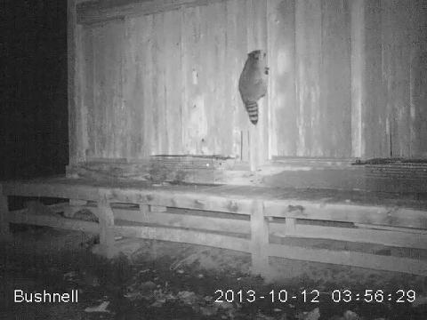 ふさふさとした尾に黒い横縞があるアライグマが木製の建物の柱を登る様子を捉えた夜間のモノクロ監視カメラ写真