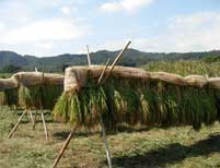 棒で組まれた木組みに稲の束がかけられており、収穫されたばかりの稲穂が天日干しされている様子を捉えた、秋の田園風景の写真