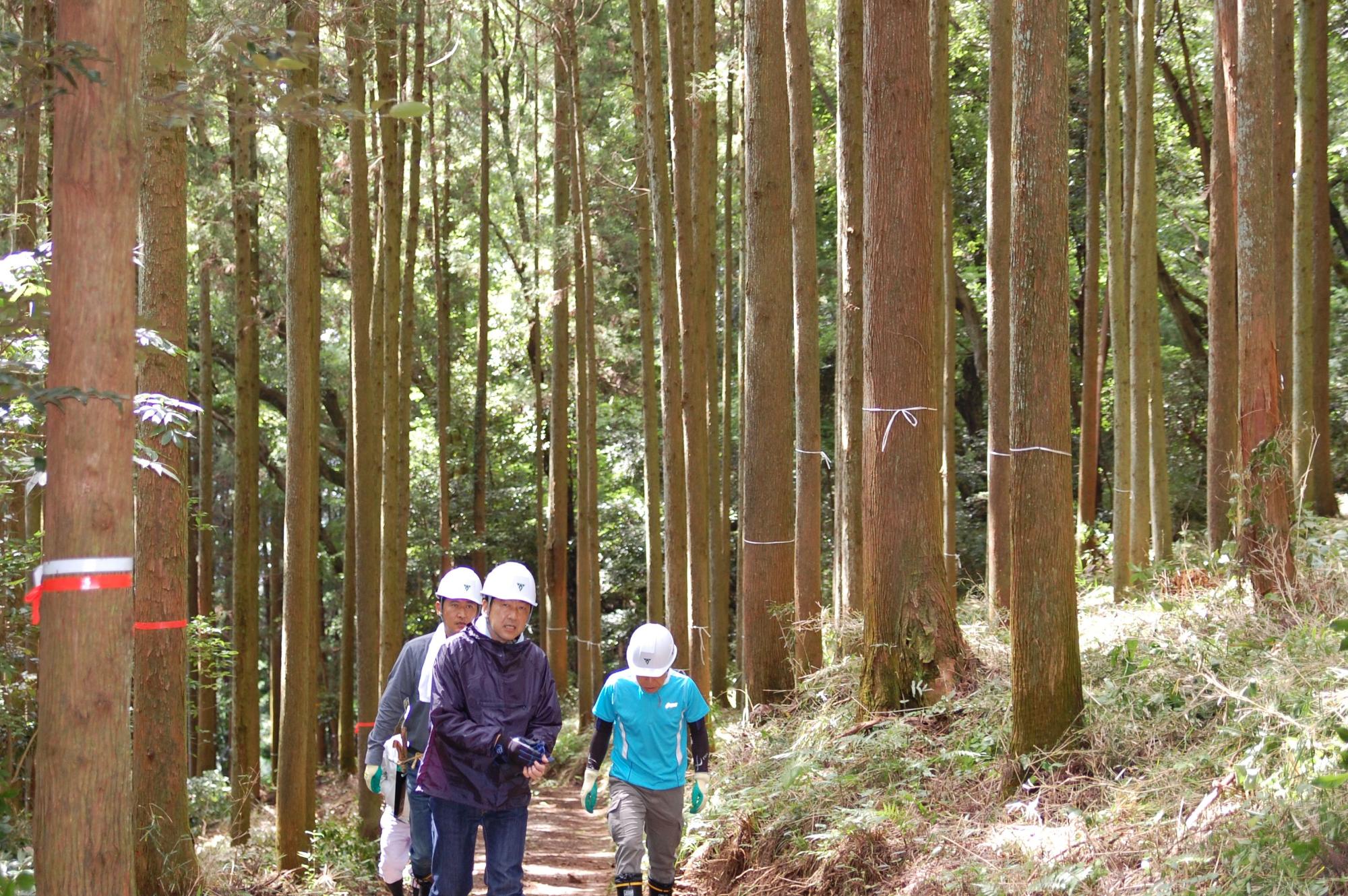 濃い緑の針葉樹林の中の林道を、白いヘルメットをかぶった作業員3名が下を向きながら歩いている様子を捉えた写真