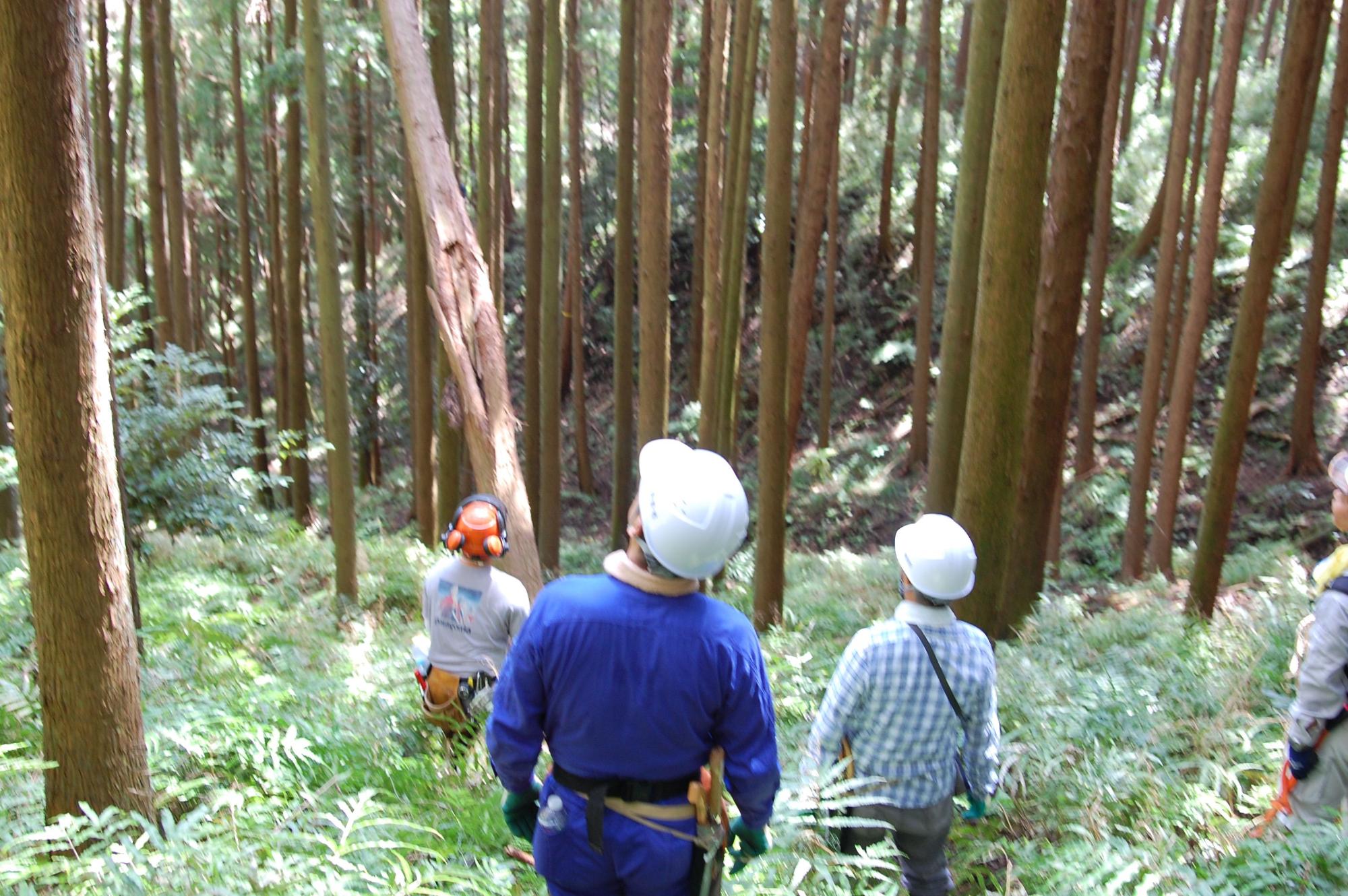 奥に向かって急斜面を下るように生い茂る下草の中を、白いヘルメットを被り青い作業着を着た人物を含む3名が、背の高い針葉樹の林を探索している様子の写真
