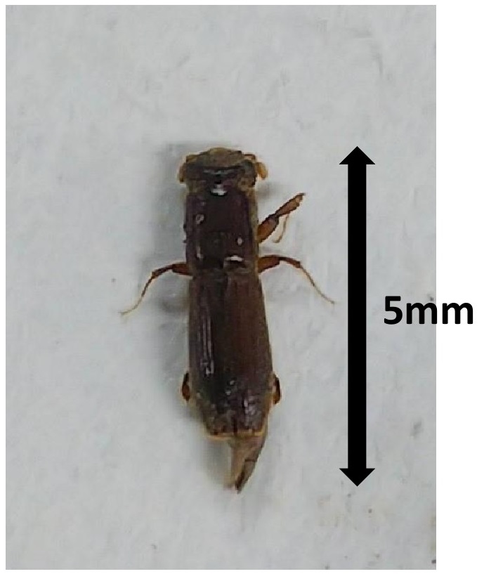 体長が約5ミリメートルの、体全体が茶色く細長い昆虫を、白い背景の上に置き、比較のために黒い矢印と「5ミリメートル」の文字を添えて真上から撮影した標本写真