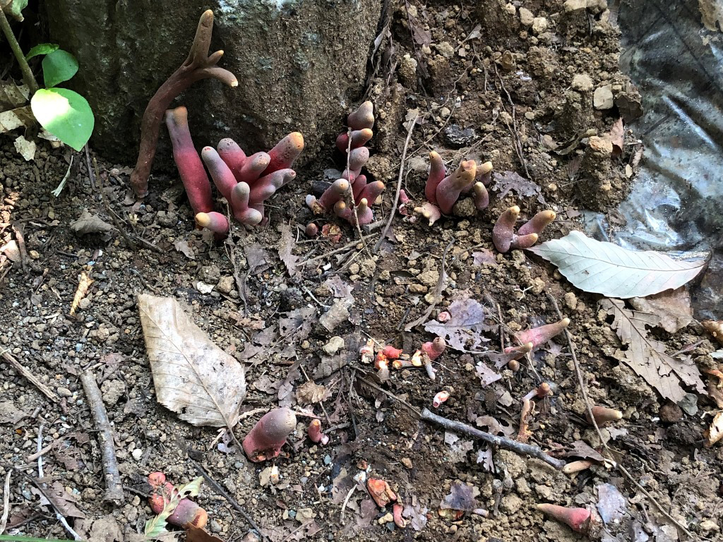 暗い土壌と落ち葉の中から、赤みを帯びたピンク色で指のような形をした複数のキノコが群生して生えている近接写真