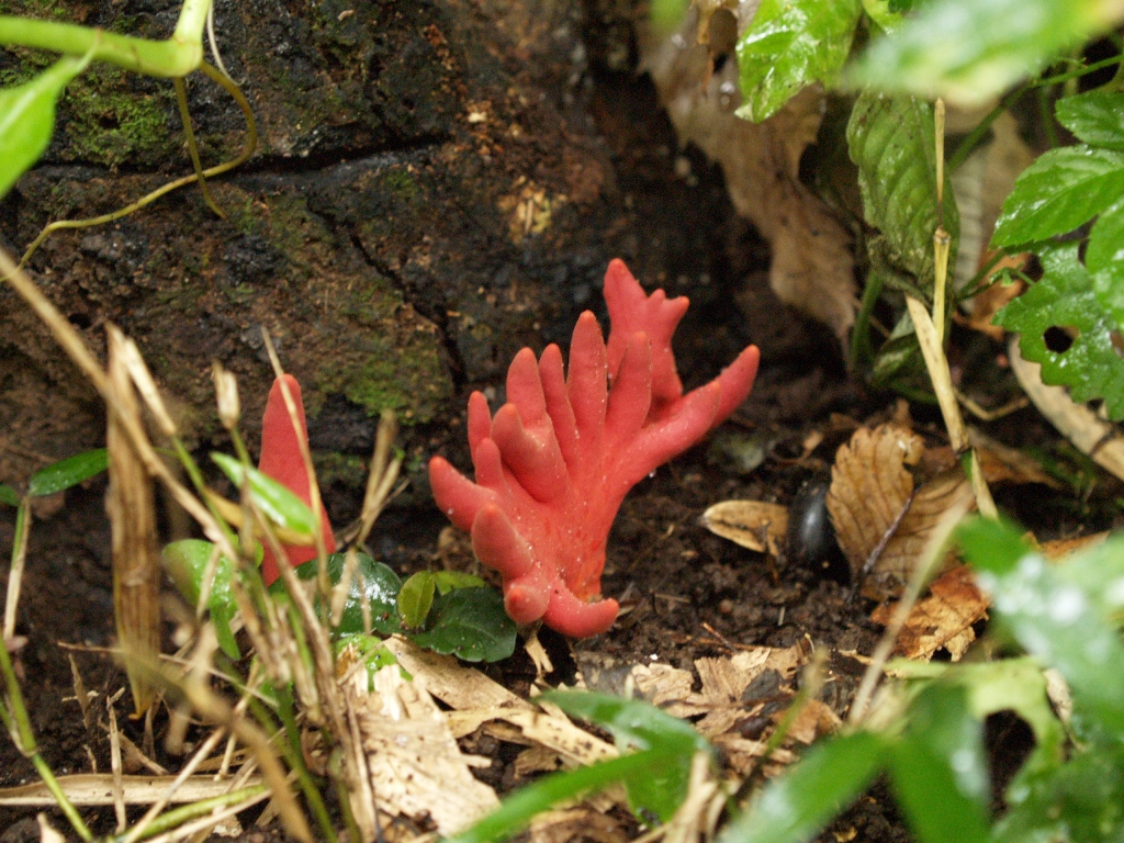 乾いた土と落ち葉の間に、赤みが強く指のような形状をした複数のキノコが散発的に群生して生えており、土の中からの発生直後のような様子を上部から捉えた生態写真