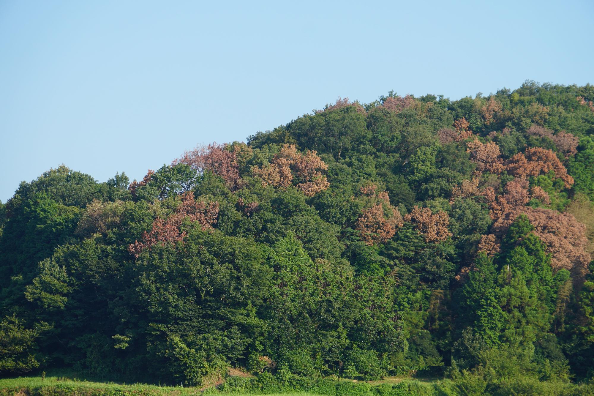 青い空の下、緑色に茂る広大な山肌の中央付近に、葉が赤茶色に変色した木々が点在している枯れ被害を捉えた写真