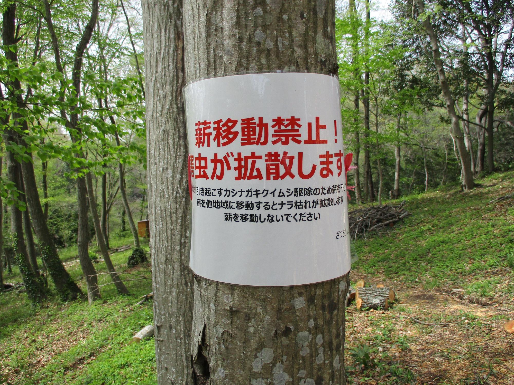 緑の雑木林の中で、木に巻き付けられた「薪移動禁止！ 虫が拡散します」という赤字で書かれた白い注意書きの看板を捉えた、森林保全に関する警告写真