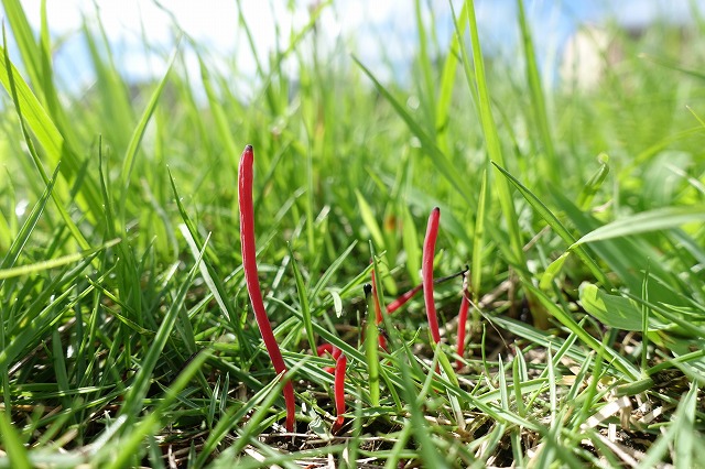 青空の下、明るい日光が当たる緑の芝生の中から、細長く鮮やかな赤色をした数本のキノコが垂直に伸びている様子を、地面に近い視点から撮影した生態写真