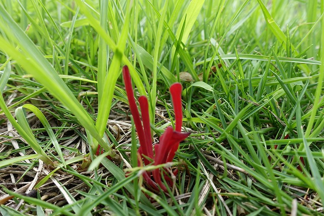 鮮やかな深紅色で細長い形をした数本のキノコが、密集して生える緑色の草の中から、乾燥した枯草や土壌を背景にして垂直に伸びている、地面近くからの接写写真