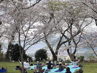 満開の桜の木の下の芝生の上で、十数人の人々がヨガマットを敷き、両手を空に向かって高く上げるポーズを取り、遠景に街並みを見下ろしながら体を動かす屋外イベント写真