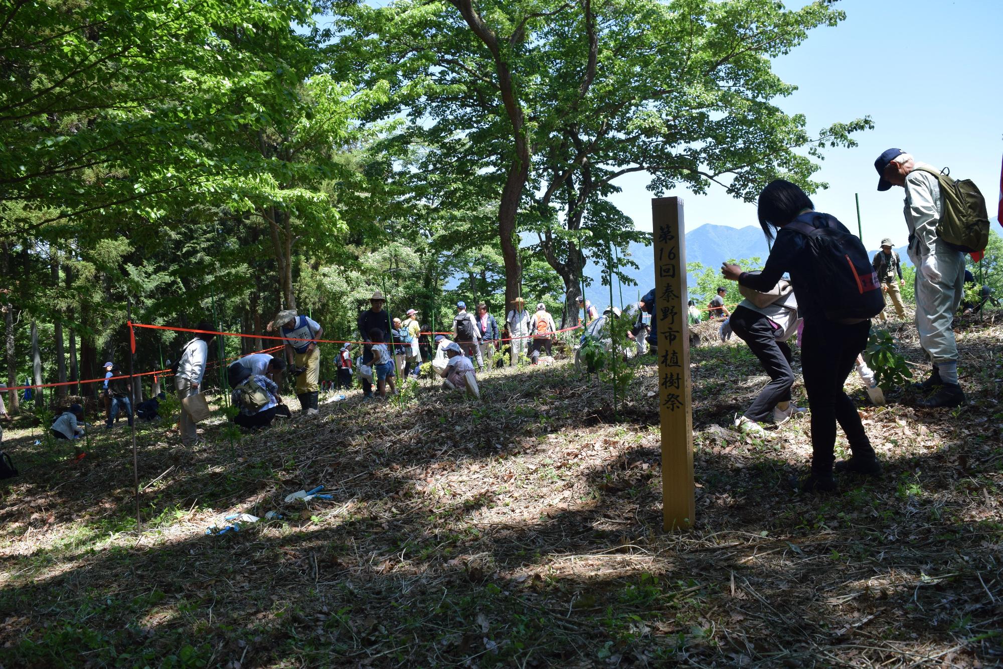太陽が差し込む緑豊かな山中の斜面で、青い空の下で大勢の人々がかがんで植樹作業をしており、手前には「第16回秦野市植樹祭」と刻まれた木杭が立つ植樹活動の様子の写真