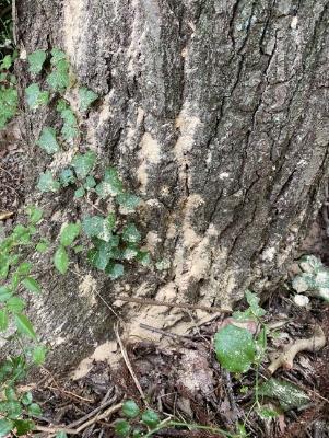 フラスの堆積状況