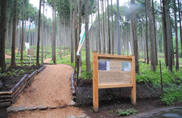 細く高い杉の木が均一に並ぶ林の中で、丸太で縁取られた遊歩道が奥へと続き、手前には木製の案内板が設置されている写真