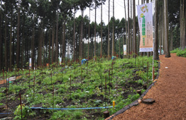 高く細い杉の木が並ぶ林の斜面に植樹されたばかりの低い苗木が広がる様子と、右側には遊歩道があり、旗が立てられている写真