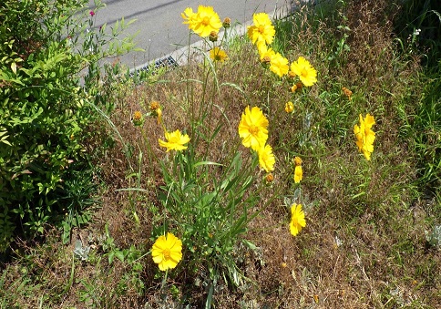 乾燥した茶色い草地と緑の植物に囲まれた野外に咲いている、夏の太陽のような鮮やかな黄色い花を複数つけたオオキンケイギクの写真