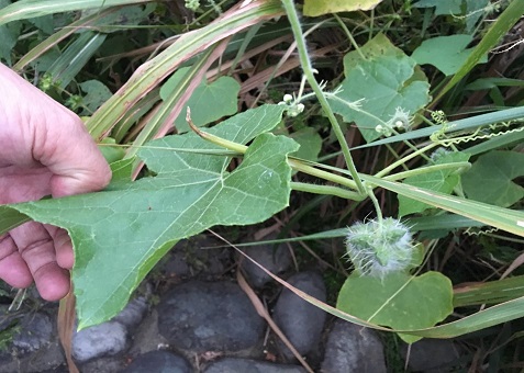 ツルが地面を這っており、途中には白い綿毛に覆われたトゲトゲしい丸い果実が一つぶら下がっている、五角形の葉を触っている人物の手が写ったアレチウリの写真