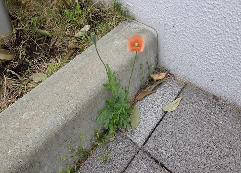 灰色のコンクリートブロックとざらざらした白い壁の角に挟まれたわずかな隙間に、蕾が一つある鮮やかなオレンジ色の一輪の花が茎を伸ばして力強く咲いているナガミヒナゲシの写真