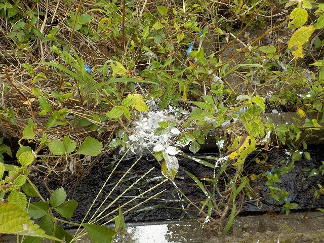 白い粉状の物質が植物の葉や地面に付着し、ペンキで染まった水路の写真