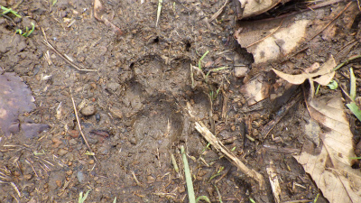 湿った土の上に、4本の指と真ん中の肉球、そして爪の跡までくっきりと残っている犬の足跡写真