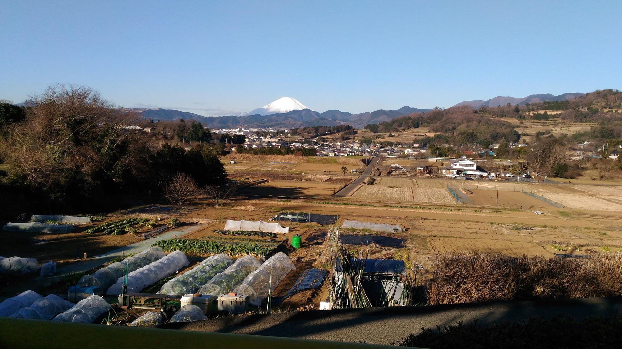 畑が広がる田園風景で、晴れた青空の下、遠景には雪化粧をした富士山がそびえ、手前にはビニールトンネルや作物が栽培されている様子が見える風景写真