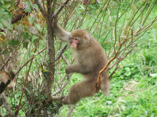 毛が茶色く顔や耳の周りが赤みを帯びたニホンザルが、緑色の葉や細い枝が茂る木にしがみついて座っている姿を捉えた写真
