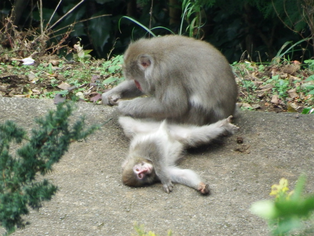 背後で親ザルが座り込んでいる手前で、仰向けになり両手足を広げた子ザルがカメラ目線で横たわっている微笑ましい情景を捉えた動物写真