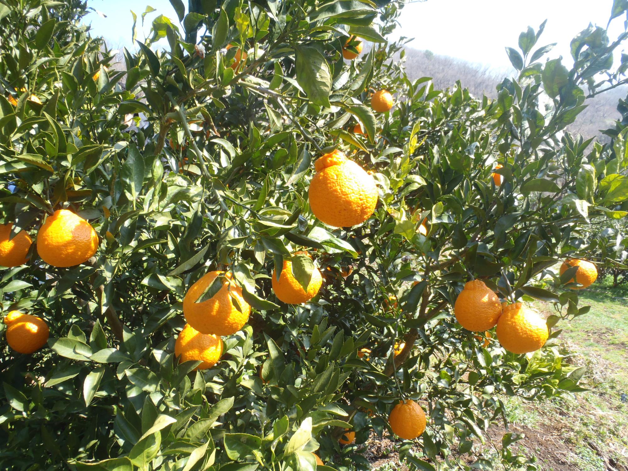 晴れた日に、果樹園の木にたわわに実ったオレンジ色のデコポンが、濃い緑の葉の間から太陽の光を浴びて輝いている様子の写真