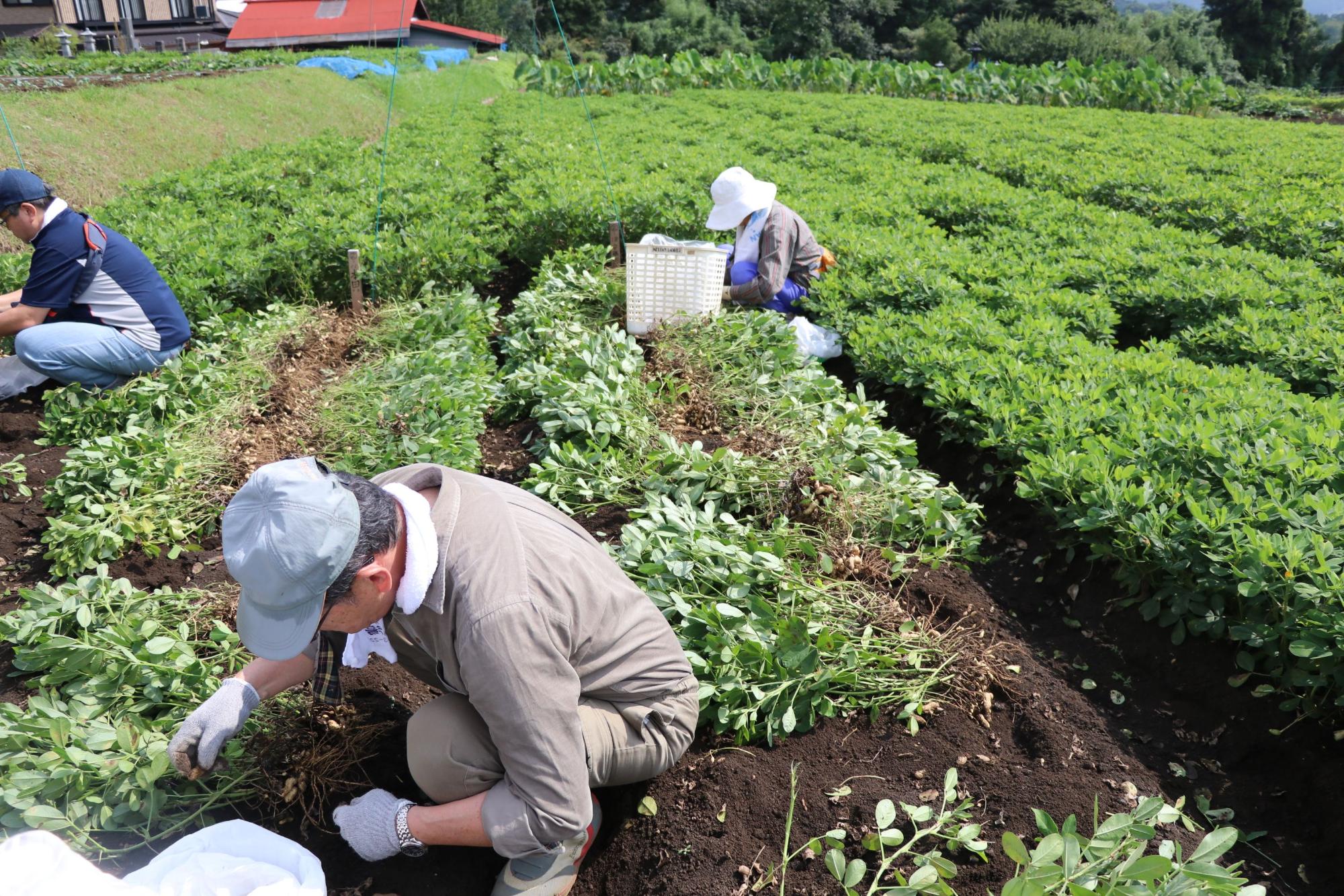 天気の良い屋外の畑で、帽子をかぶった三人の参加者が、緑の葉を茂らせた落花生を収穫するため、しゃがみ込んで株を引き抜き、根についた実を確認している作業中の写真